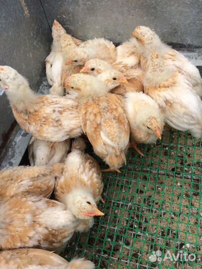 Утята муларды