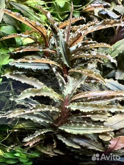 Буцефаландры