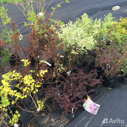 Саженцы плодовые, хвойные и декоративные