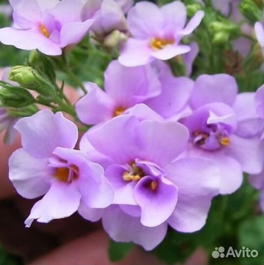 Рассада бакопы