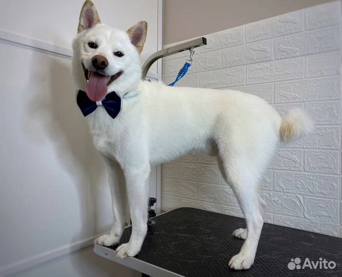 Вязка сиба ину