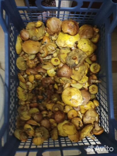 Грибы маслята, свежие