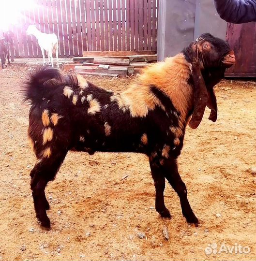 Козы Камори,шами, нуб