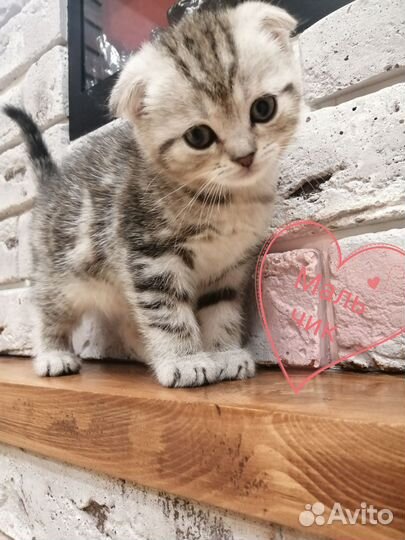 Шатланские котята