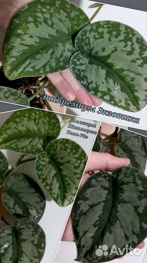 Декоративно-лиственное растение