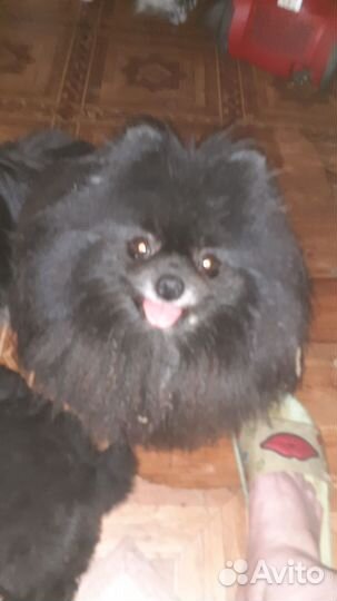 Шпиц Мерль шоколад