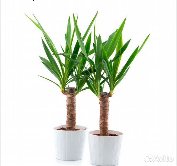 Пальма юкка