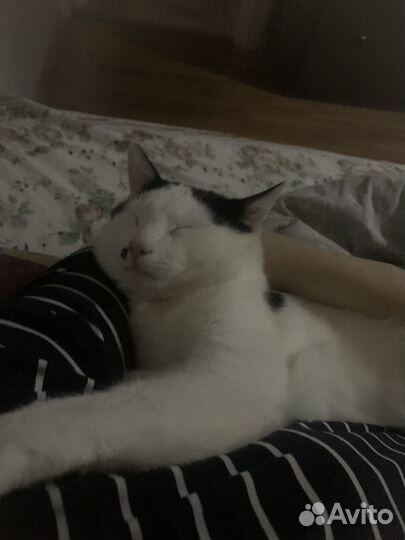 Кот в дар бесплатно