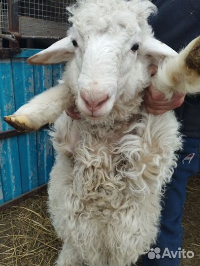 Молодые бараны