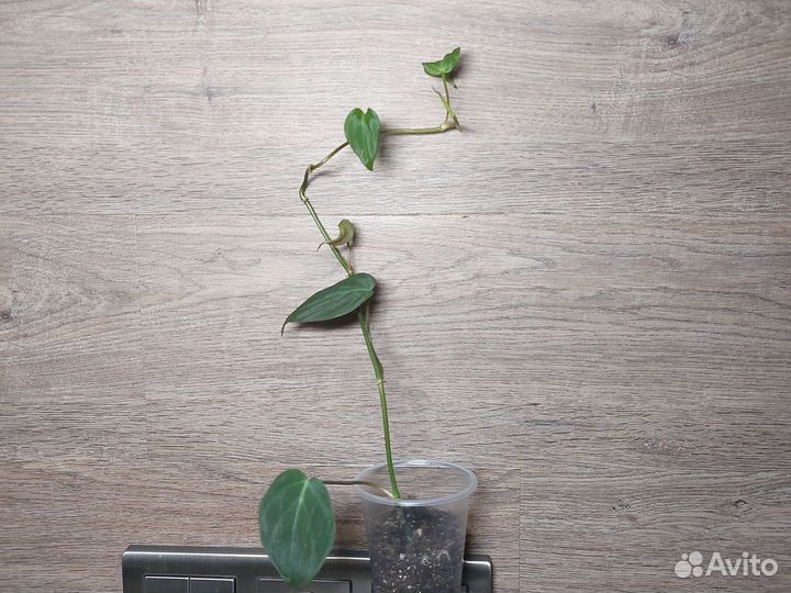 Филодендрон сканденс миканс