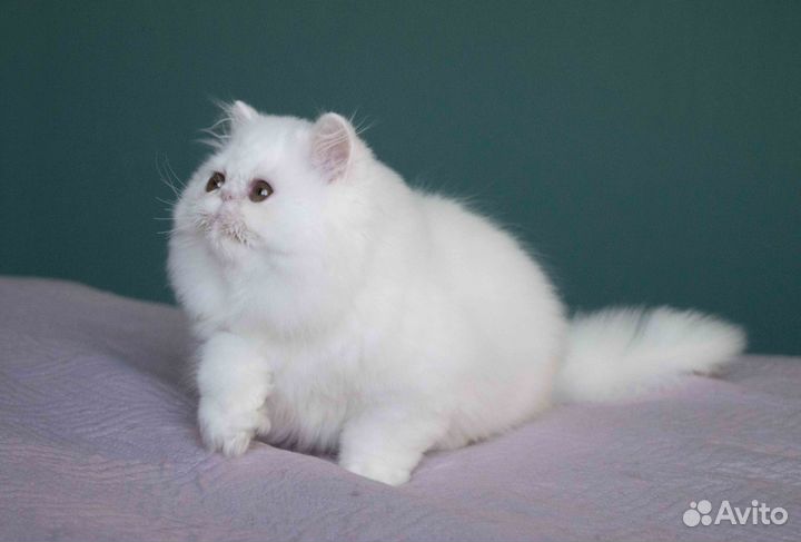 Персидская девочка, белого окраса, шоу