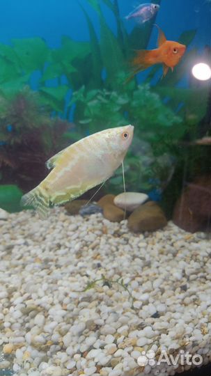 Рыба Гурами