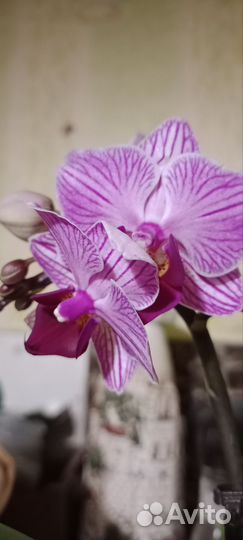 Орхидея фаленопсис мини Сого Вивьен