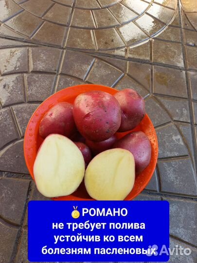 Семенной картофель картошка на посадку лучшие сорт