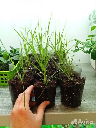 Заячий хвостик