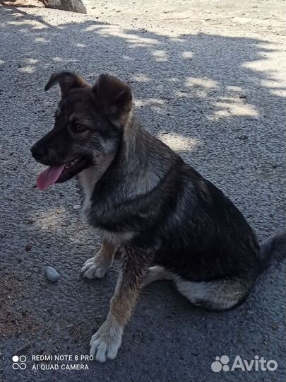 Щенок в добрые руки. Девочка