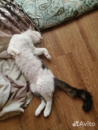 Котик
