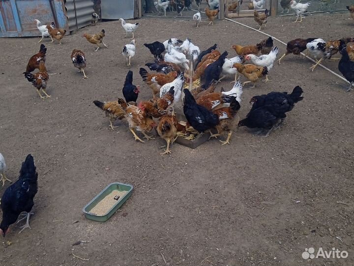 Куры мясо яичной линии 4,5 месяца
