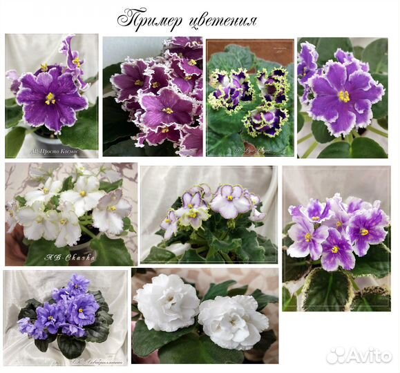 Листики фиалок