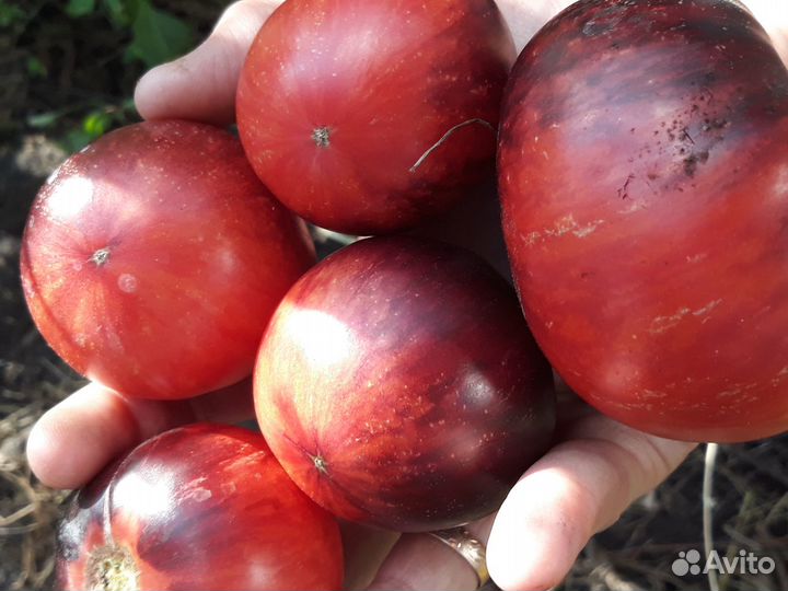 Семена томатов и перцев своего сбора