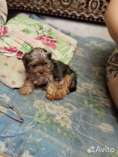 Йоркширский терьер щенки