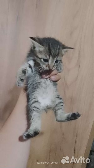 Котята в добрые руки бесплатно сибирская