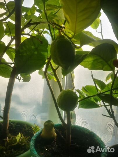 Лимонное дерево с плодами