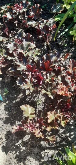 Саженцы гейхеры