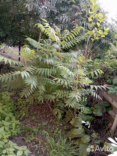 Саженцы сумах оленерогий