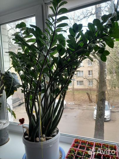 Комнатные цветы