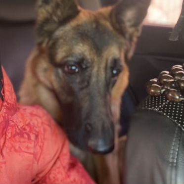 Немецкая овчарка, взрослая собака