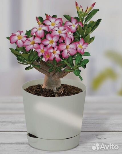 Комнатные цветы