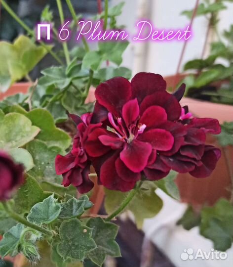 Пеларгония,герань