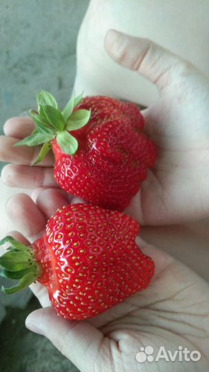 Рассада клубники азия и клери