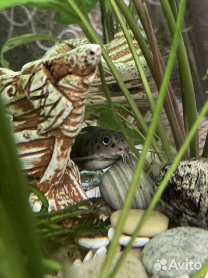 Аквариум с рыбками