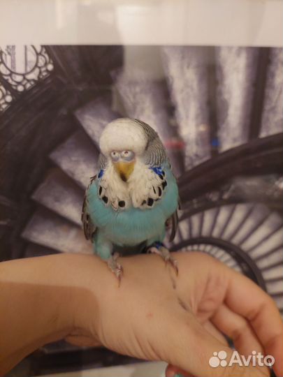 Самочка чеха