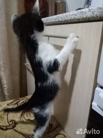Котянок ищет дом (2 мес., девочка)