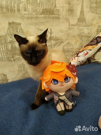 Котята ищут свой дом