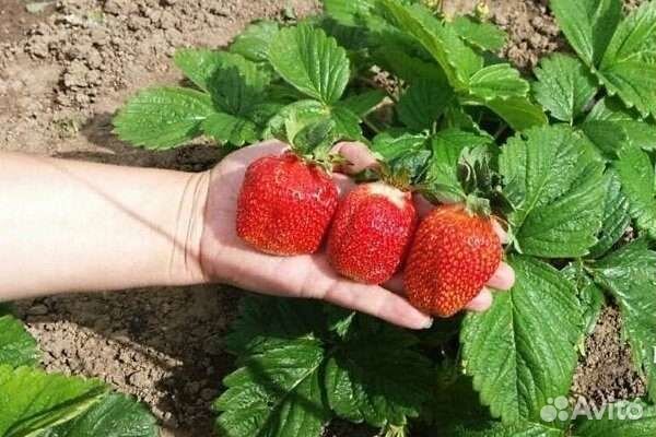 Рассада клубники маршал