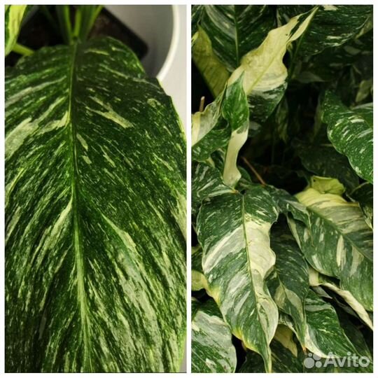 Спатифиллум New Albo, Даймонд вариагатный