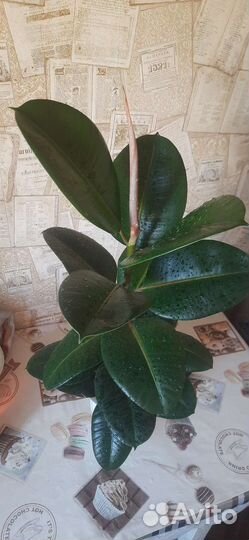 Фикус каучуконосный