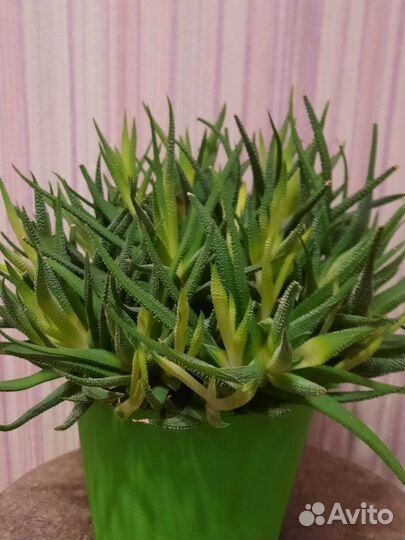 Суккуленты хавортия