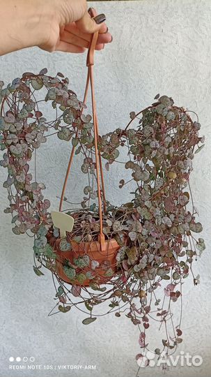 Церопегия вуду,вариегата, линеарис, дентикула