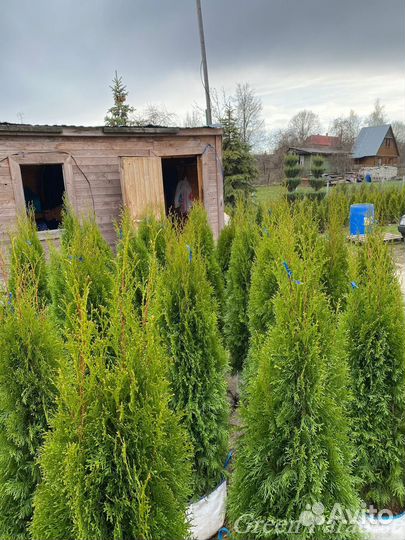 Туя Смарагд extra