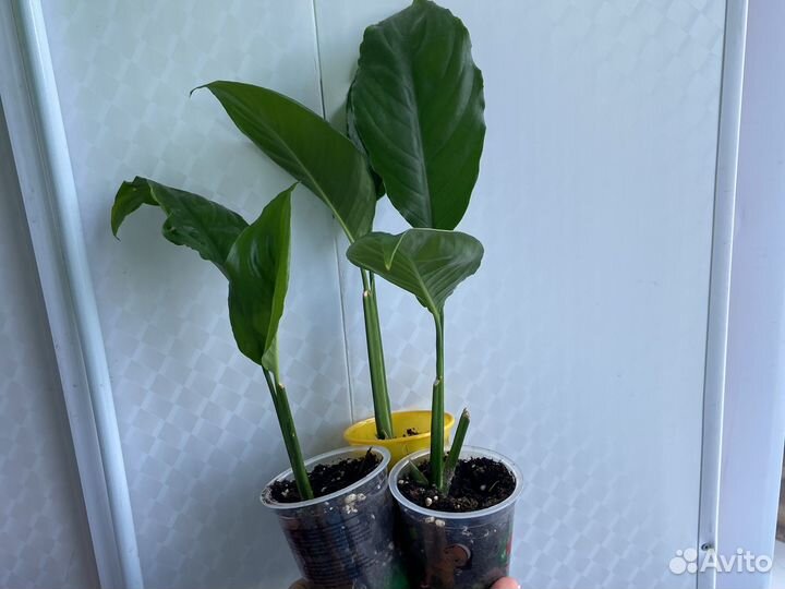 Спатифиллум