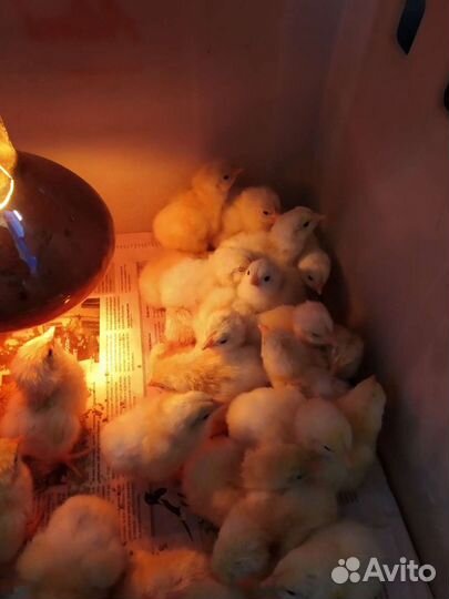 Цыплята