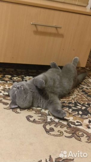 Кот для вязки,британец, 5 лет, домашний