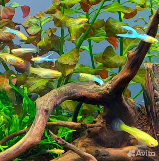 Гуппи Эндлера Голубое золото blue gold