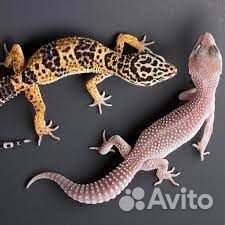 Геккон/эублефар