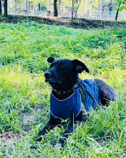 Хайди красотка ищет дом